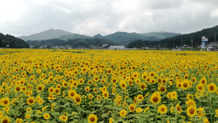 Japan nuclear shutdown&nbsp;did 'more harm than good', study finds
