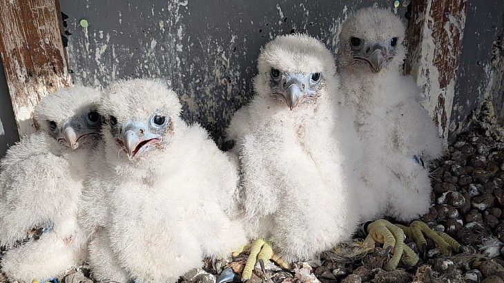 Four peregrine falcon chicks join Dukovany nuclear family